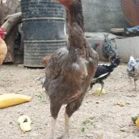 مرغ لاری طوسی