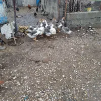 غاز|حیوانات مزرعه|کرمانشاه, |دیوار