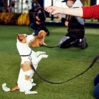 پانسیون سگ آموزش سگ تربیت سگ|خدمات پیشه و مهارت|کرج, فاز ۳ مهرشهر|دیوار