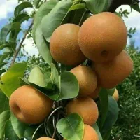 عرضه رقم خاص گلابی ناشی خاص بازار پسند