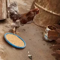 مرغ