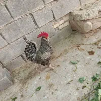 غاز و خروس|حیوانات مزرعه|چمران, |دیوار