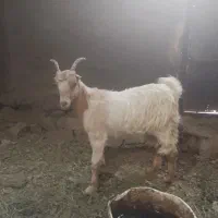 بزغاله بومی