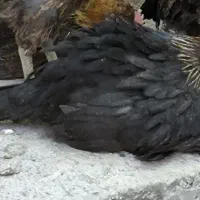 جوجه مرغ 3 ماهه