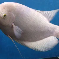 ماهی گورامی اسفرانوس نروماده (معاوضه باماهی )