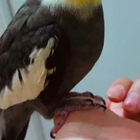 عروس هلندی سخنگو|پرنده|قروه, |دیوار