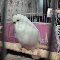 مرغ عشق انگلیسی ماده فائو گرید a