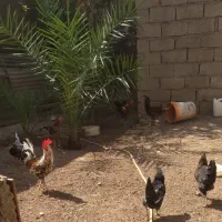 مرغ و خروس|حیوانات مزرعه|اهواز, حصیرآباد|دیوار