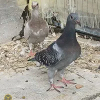 تعدادی کبوتر