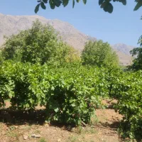 باغ ثمری سی سخت با ویوی عالی|فروش زمین و ملک کلنگی|سی‌سخت, |دیوار