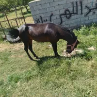 اسب کرد|اسب و تجهیزات اسب‌سواری|اهر, |دیوار