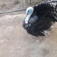 بوقلمون نر