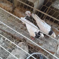 کبوتر‌‌‌‌.،