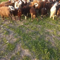 میش وبره پلنگی افشاری