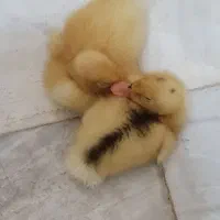 واگذاری جوجه اردک