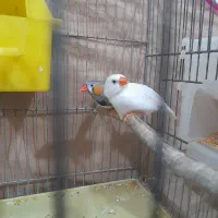 چند تا عروس هلندی ویک جفت فنچ|پرنده|زنجان, |دیوار