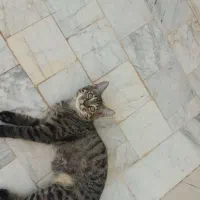 چندتا گربه رنگی با نمک که یک رگشون پرشین هست|گربه|بردسکن, |دیوار