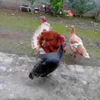 فروش‌بقلمون|حیوانات مزرعه|سیاهکل, |دیوار