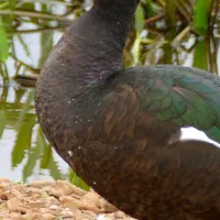 گوشت اردک تخم نطفه دار اردک محلی اردک مسکوی