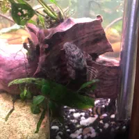 پلکو ساواجی خاص و کمیاب