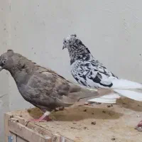 چند جفت دم سفید|پرنده|رامهرمز, |دیوار