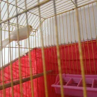 قناری نرمست شرط