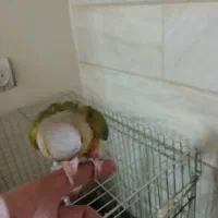 گیرینچیک|پرنده|قم, هنرستان|دیوار