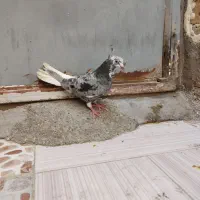 کبوتر|پرنده|خرمشهر, |دیوار