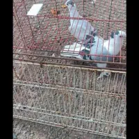 کفتر پشت رنگ