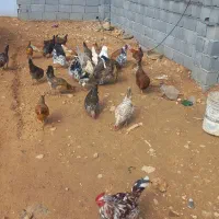 مرغ محلی|حیوانات مزرعه|کرمانشاه, |دیوار