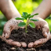 کودهای ارگانیک سبو سیب سلامت