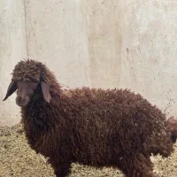 بره تا دوقل افشاری