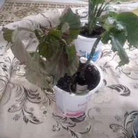 گل و گیاه|گل و گیاه طبیعی|سقز, |دیوار