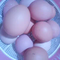 تخم مرغ|حیوانات مزرعه|ماهدشت, |دیوار