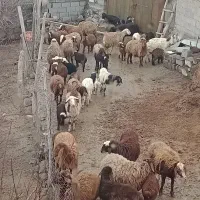 گوسفند و بره