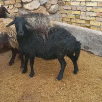 بره ماده های قزل افشاری