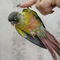 جوجه گرینچیک . عروس هلندی