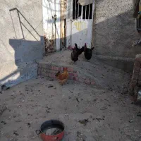 مرغ محلی|حیوانات مزرعه|مریوان, |دیوار