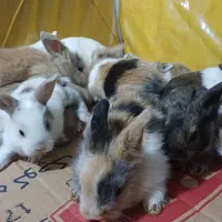 بچه خرگوش یک ماهه