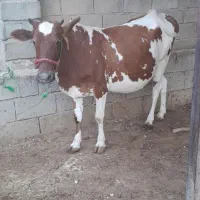 دوتا گاو نزدیک زا|حیوانات مزرعه|کرخه, |دیوار