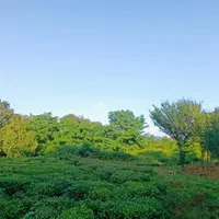 ۳۰۰متر کامل مسکونی جای دنج در دل طبیعت|فروش زمین و ملک کلنگی|شفت, |دیوار