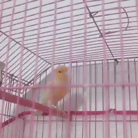 قناری نر قرص شلاقی