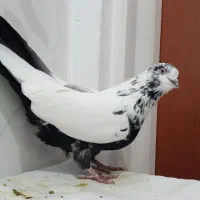 9 عدد کبوتر پرشی تیپ گرد بضمانت|پرنده|سنندج, |دیوار