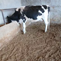 گاوشیری نژاد اصیل|حیوانات مزرعه|مسجد سلیمان, |دیوار