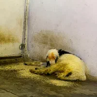 بره تخمی|حیوانات مزرعه|مسجد سلیمان, |دیوار