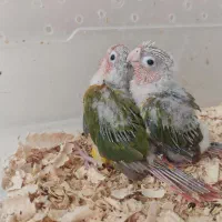 گیرینچیک سرولاکی