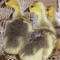 جوجه قوغاز، بوقلمون برنز ماده، اردک، خروس