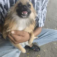 سگ پامر روباهی|سگ|بندرعباس, |دیوار