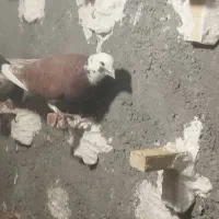 کبوتر|پرنده|کرمان, |دیوار