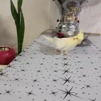 عروس هلندی نر دستی...|پرنده|کرج, ملک‌آباد|دیوار